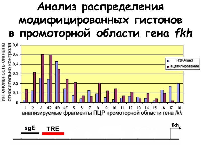 Анализ распределения модифицированных гистонов в промоторной области гена fkh